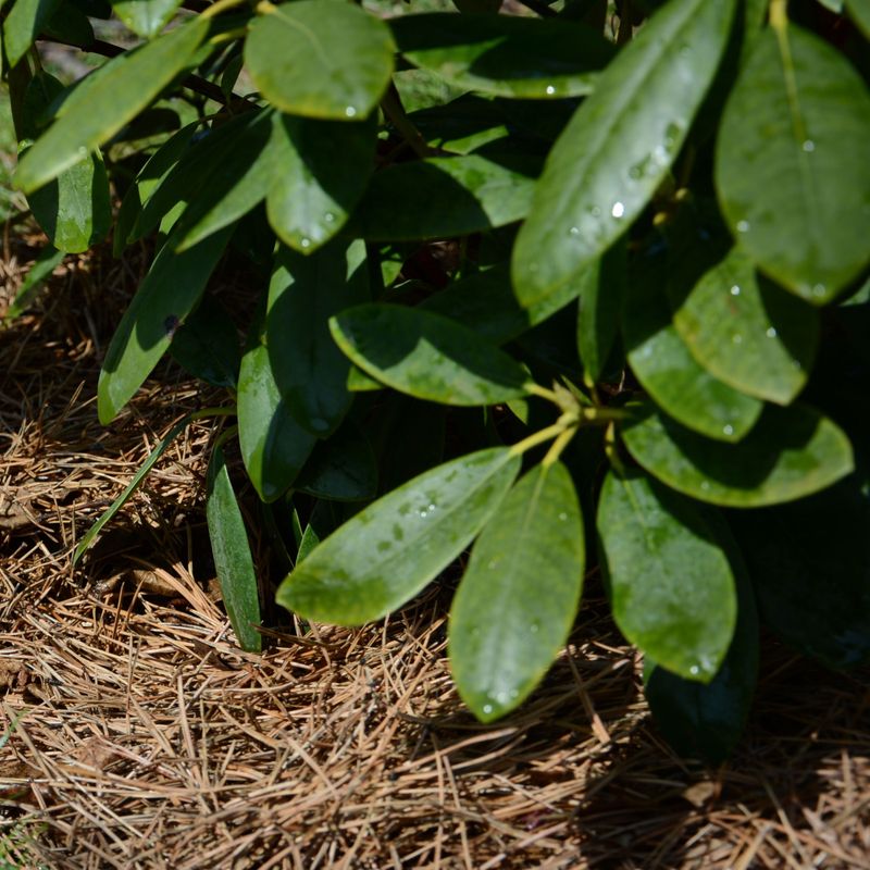Refresh Mulch To Protect Shallow Roots