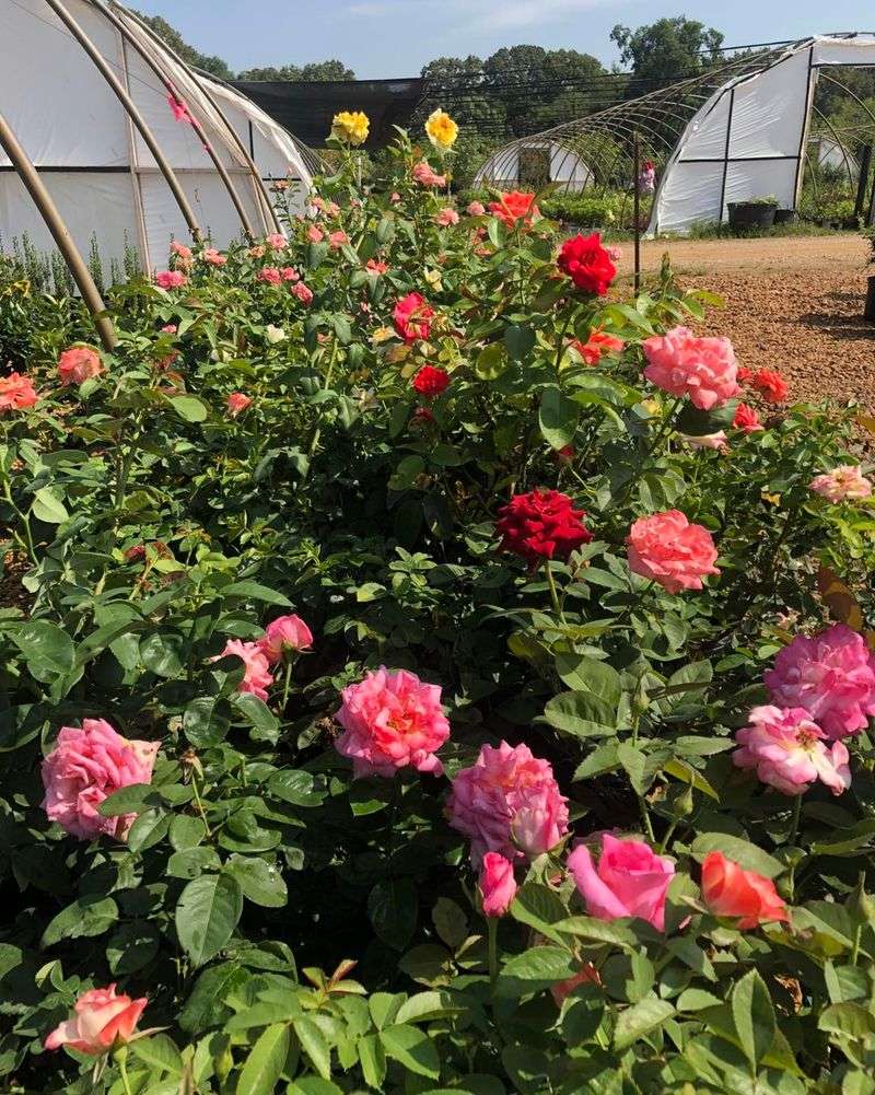 Refresh The Mulch And Choose Resistant Roses