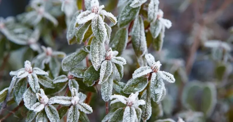 Regional Frost Timing Across California Climate Zones