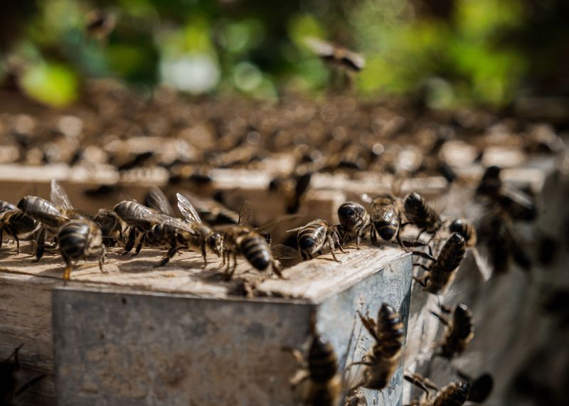 Registering Your Hive With The City And The State