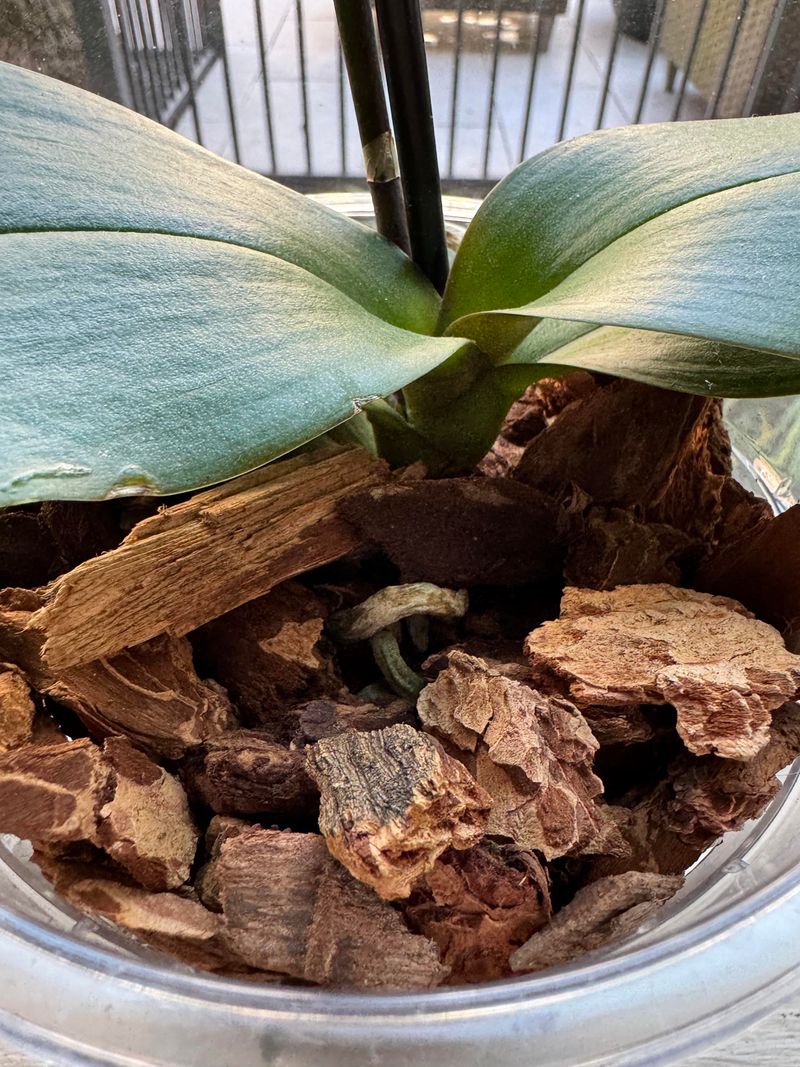 Regular Potting Soil Suffocates Roots, So Use Orchid Bark Regular Potting Soil Suffocates Roots, So Use Orchid Bark
