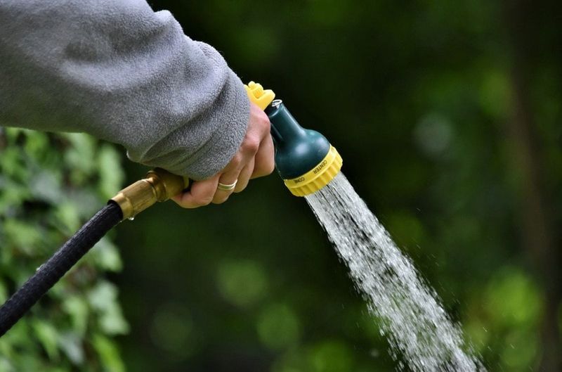 Regular Water Matters While Berries Are Developing Regular Water Matters While Berries Are Developing