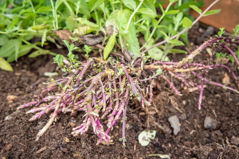 Rein In Those Sneaky Runners While Soil Stays Soft Rein In Those Sneaky Runners While Soil Stays Soft