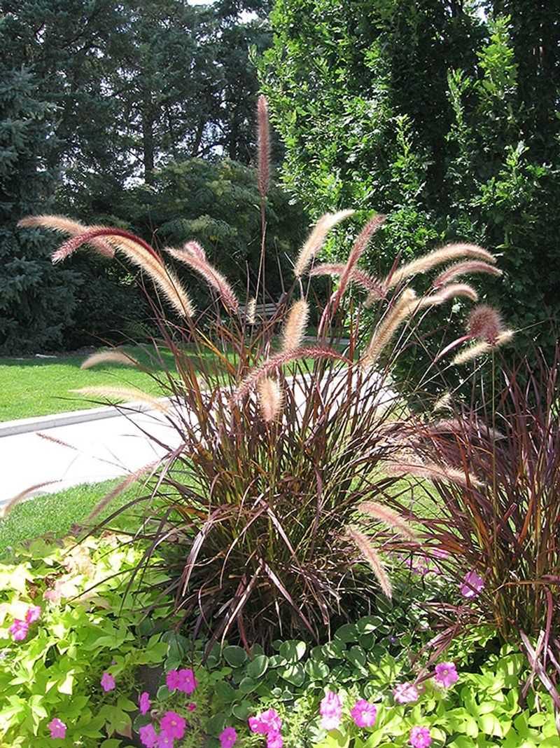 Reliable Winter Survival Starts Around Zone 9 Reliable Winter Survival Starts Around Zone 9