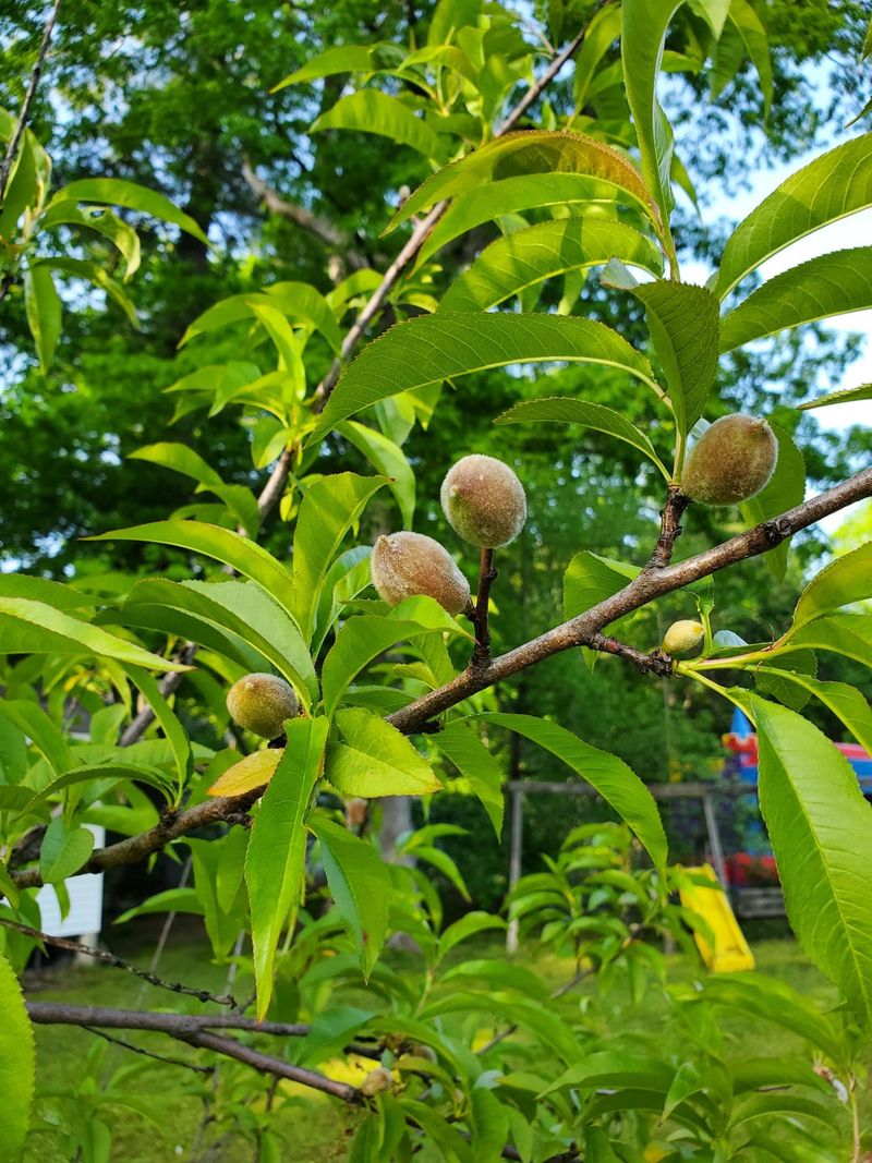 Reliance Peach