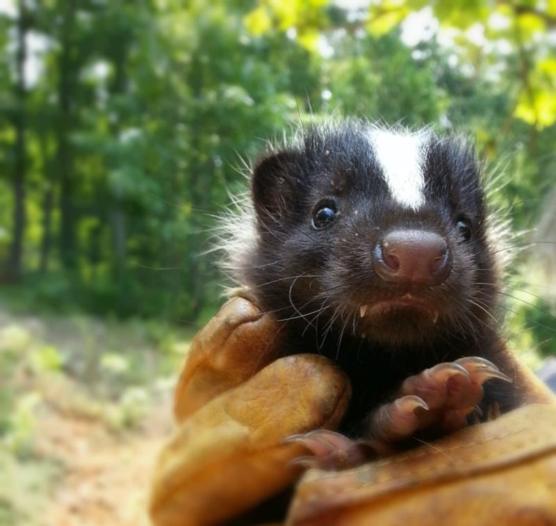 Relocating Wildlife Is Illegal In Virginia