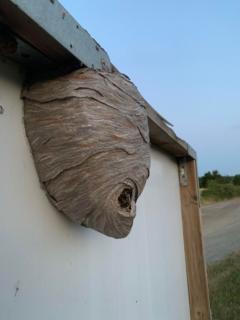 Removal Is Safer After Several Hard Freezes Removal Is Safer After Several Hard Freezes