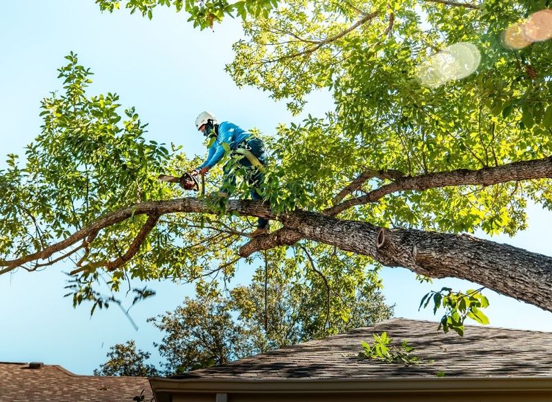 Remove As Little Living Wood As Possible