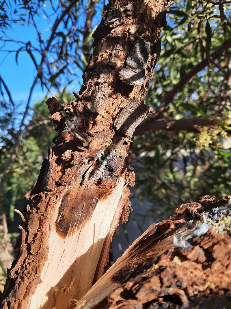 Remove Brittle Dry Branches Remove Brittle Dry Branches