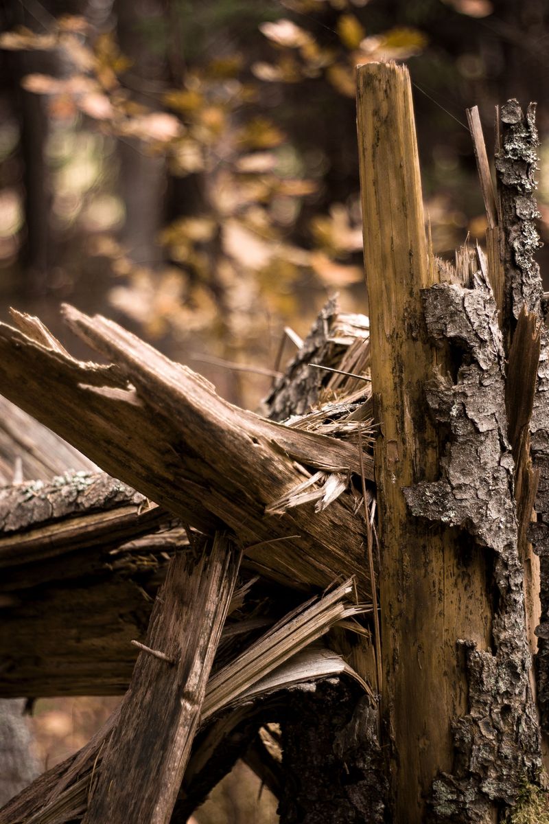 Remove Broken And Diseased Wood