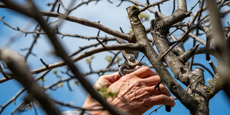 Remove Broken, Damaged, And Diseased Wood From Shrubs And Trees Remove Broken, Damaged, And Diseased Wood From Shrubs And Trees