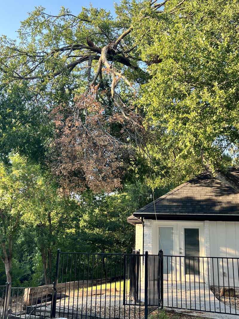 Remove Broken Hanging Limbs First