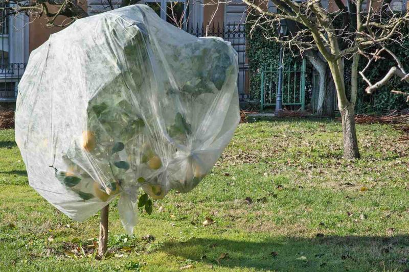 Remove Covers Once Morning Warms Up