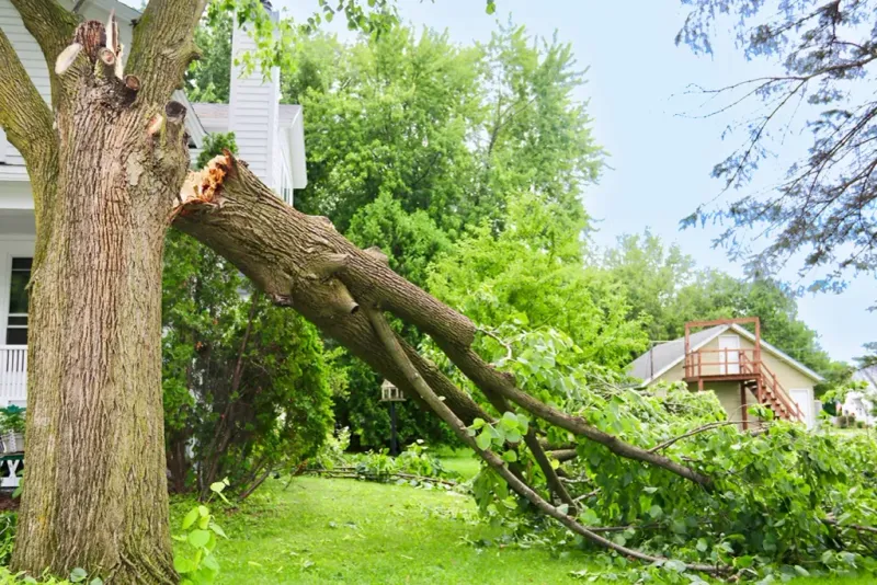 Remove Cracked Branches Next