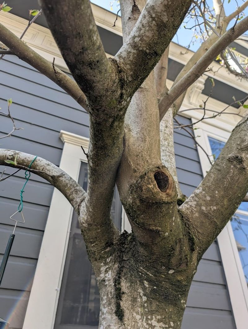 Remove Crossing And Weak Branches Remove Crossing And Weak Branches