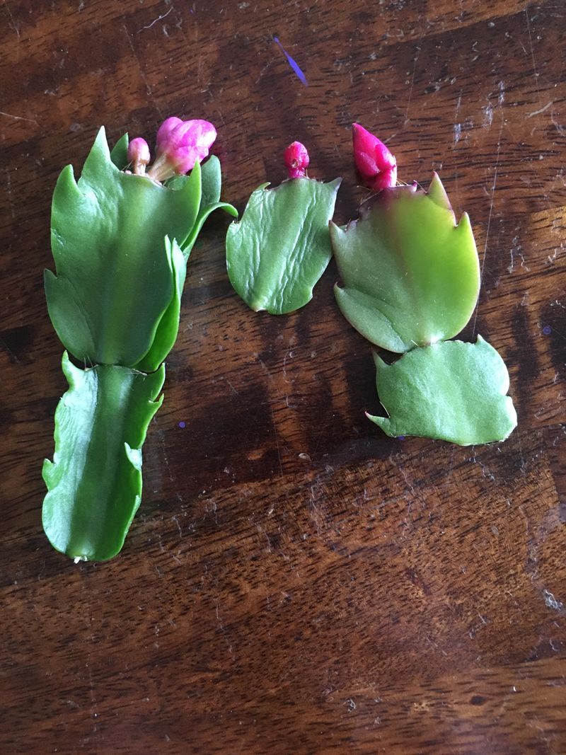 Remove Flower Buds From Cuttings Remove Flower Buds From Cuttings