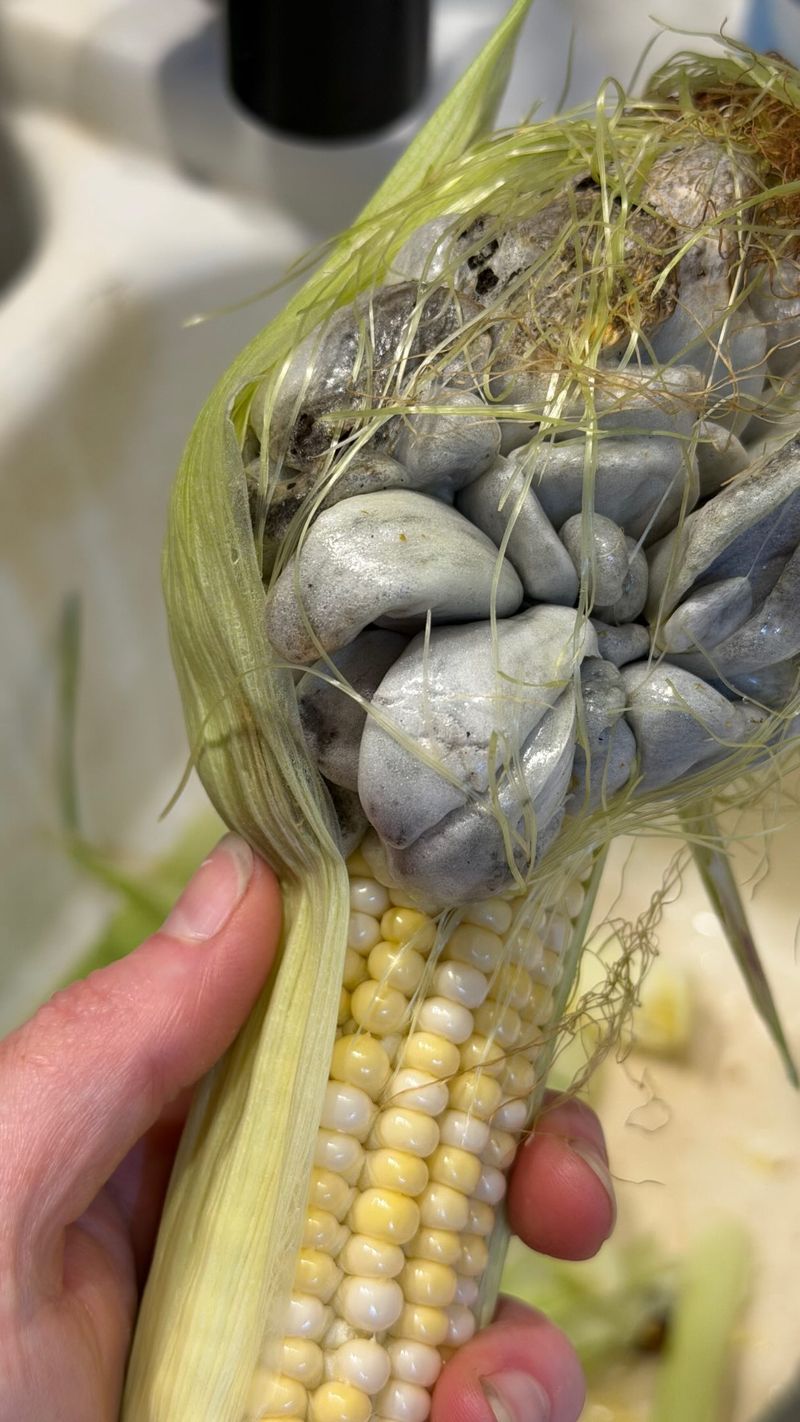 Remove Galls Before They Burst