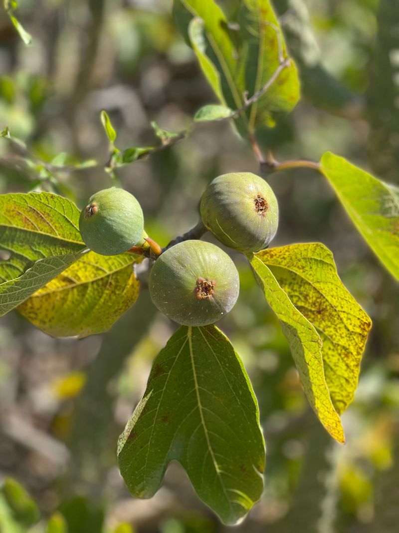 Remove Leftover Leaves And Unripe Figs