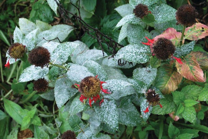 Remove Mildew-Covered Bee Balm Stems 