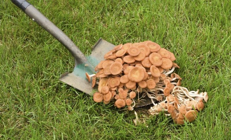 Remove Mushrooms Where Kids And Pets Play Remove Mushrooms Where Kids And Pets Play