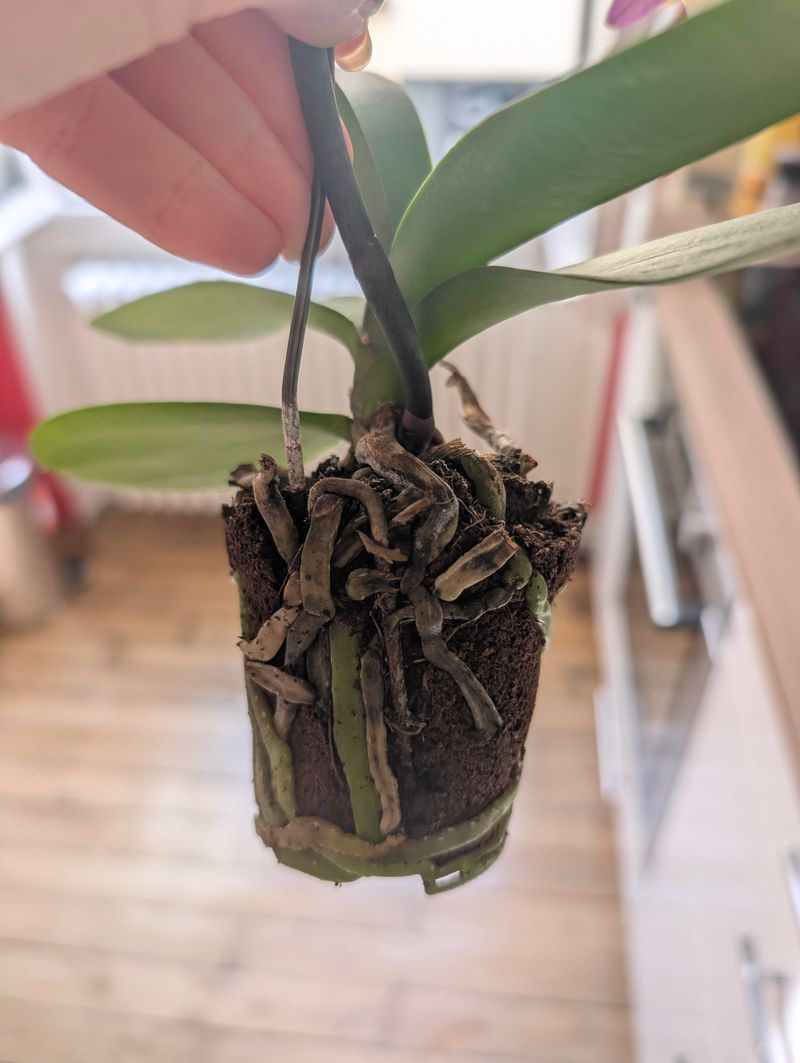 Remove Mushy Or Hollow Roots When Repotting