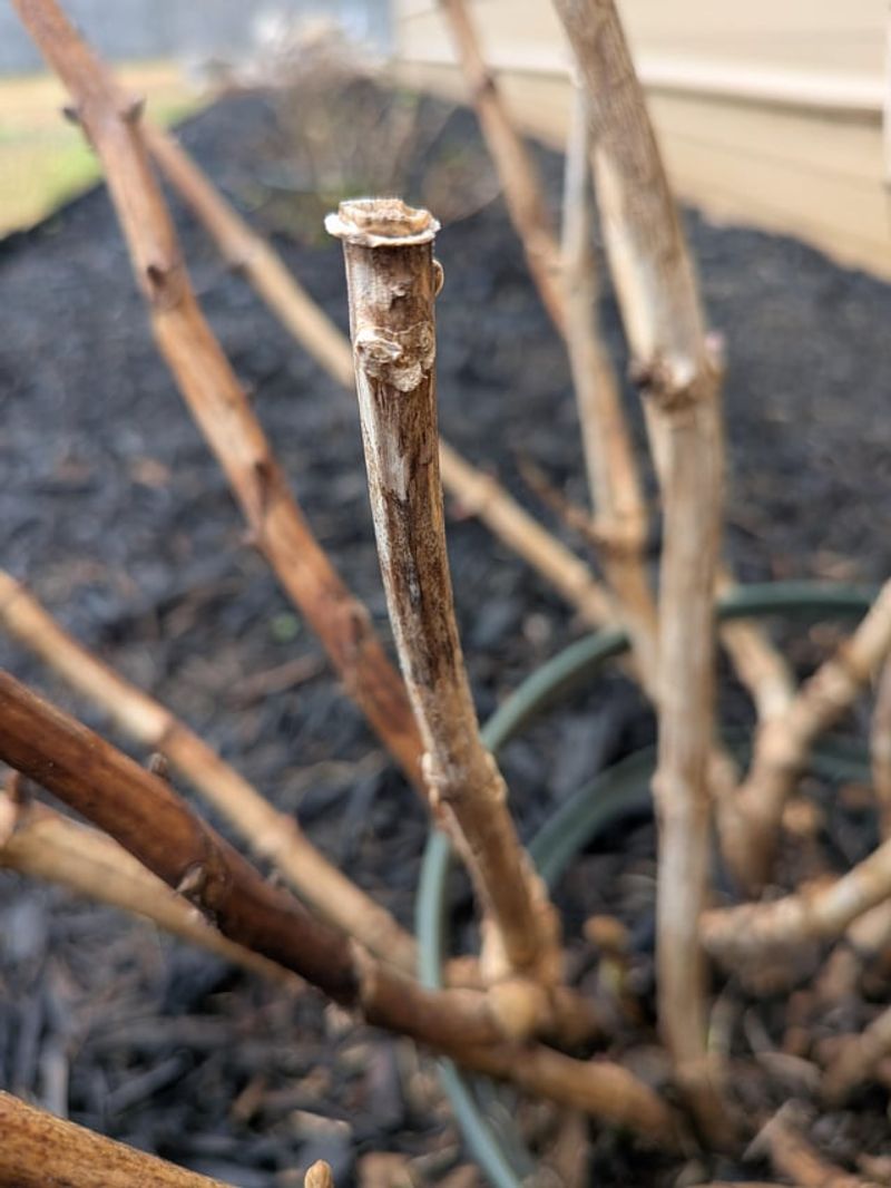 Remove Only Broken Or Clearly Damaged Stems Remove Only Broken Or Clearly Damaged Stems