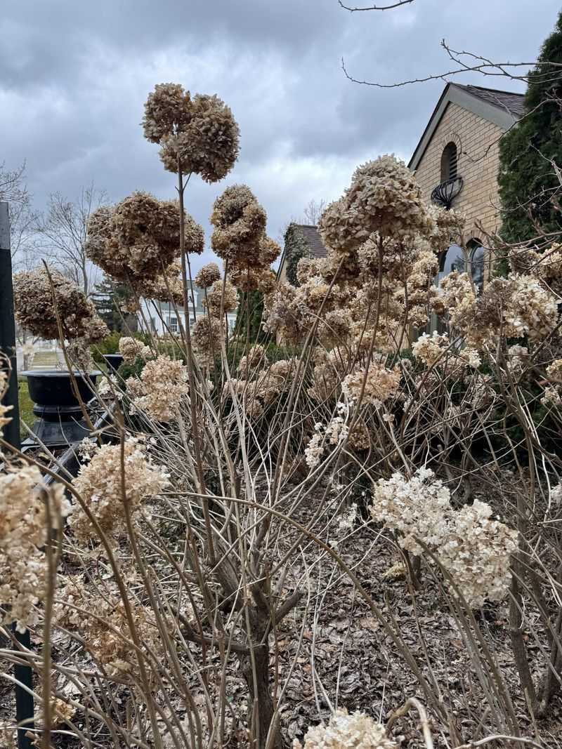 Remove Only Broken Or Damaged Stems In October