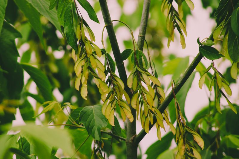 Remove Or Manage Female Boxelder Trees