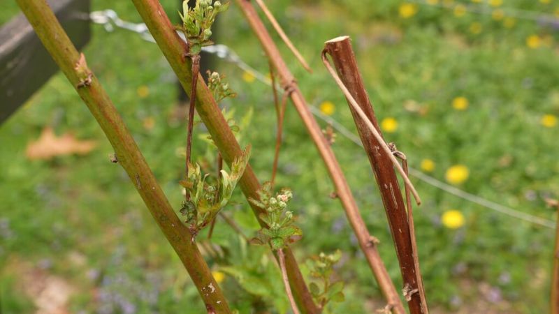 Remove Spent Canes From Blackberries And Raspberries Remove Spent Canes From Blackberries And Raspberries