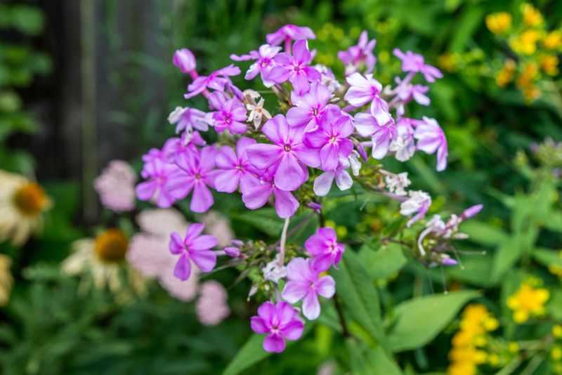 Remove Spent Flowers In Summer For A Second Flush Remove Spent Flowers In Summer For A Second Flush