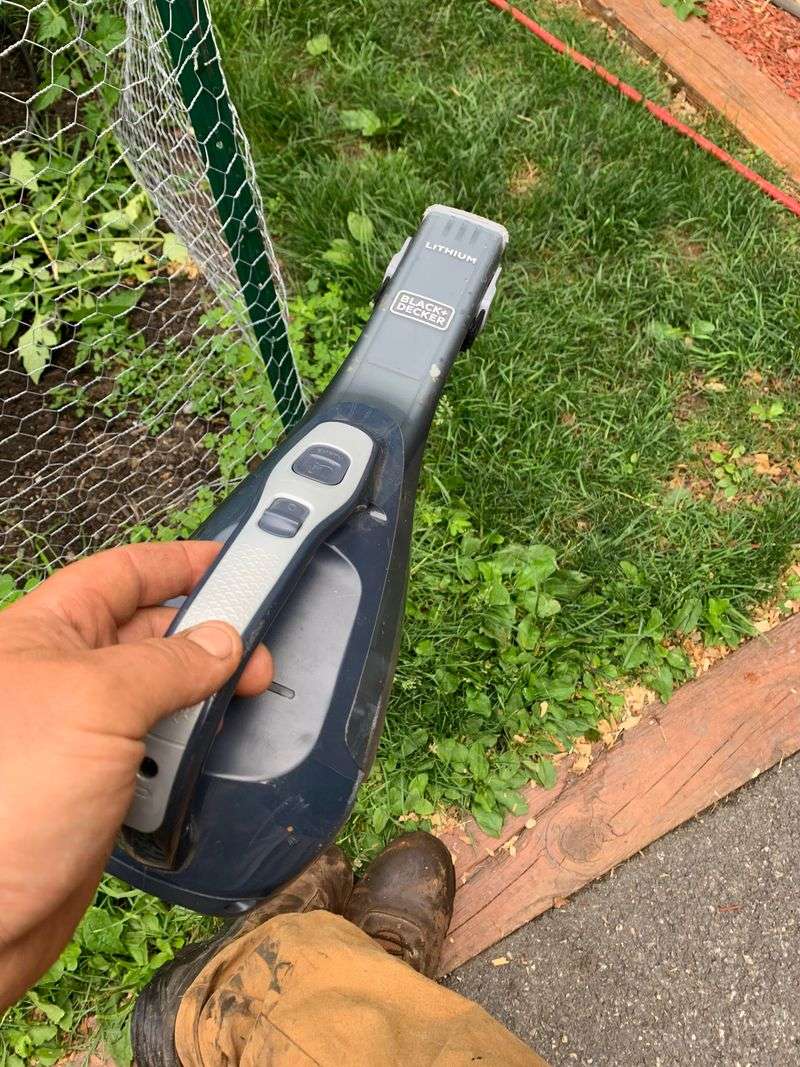 Remove The Bug With A Container Or A Small Vacuum Remove The Bug With A Container Or A Small Vacuum