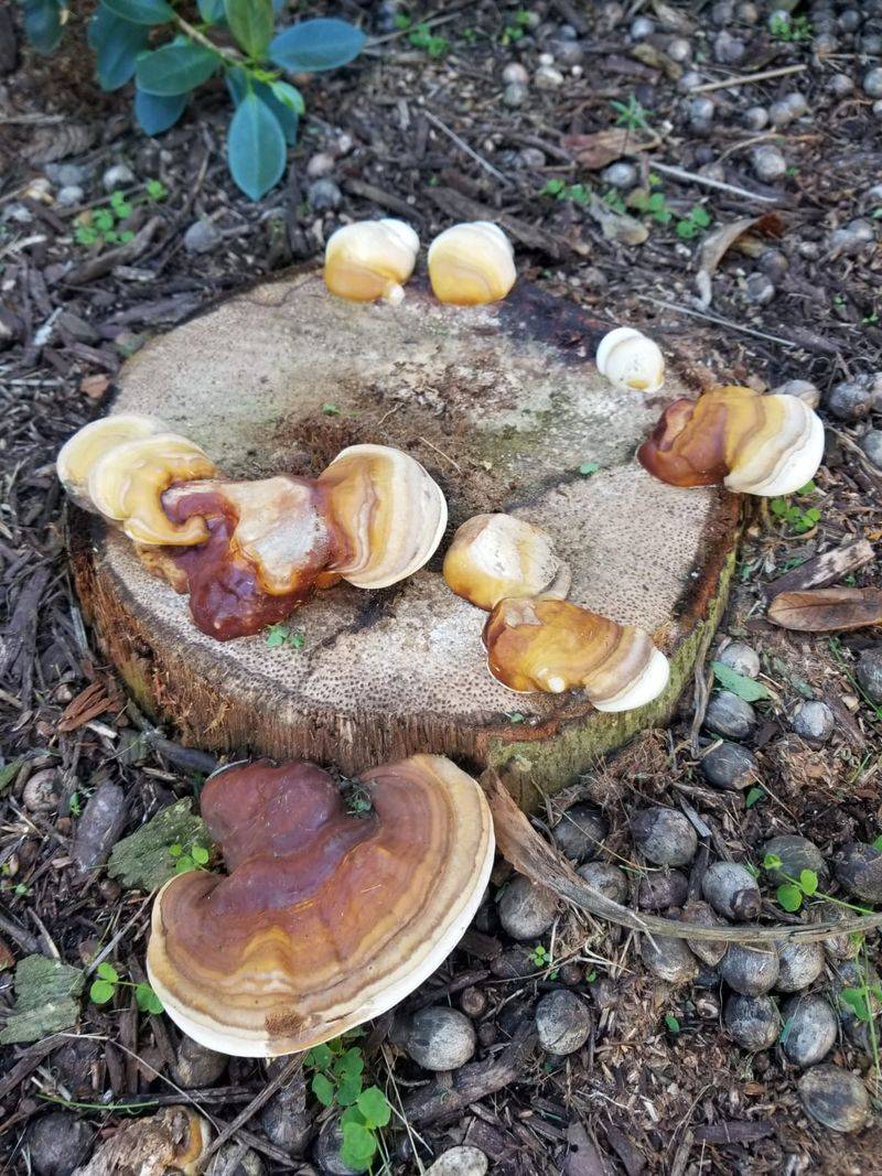 Remove The Palm, Stump And As Many Roots As Possible