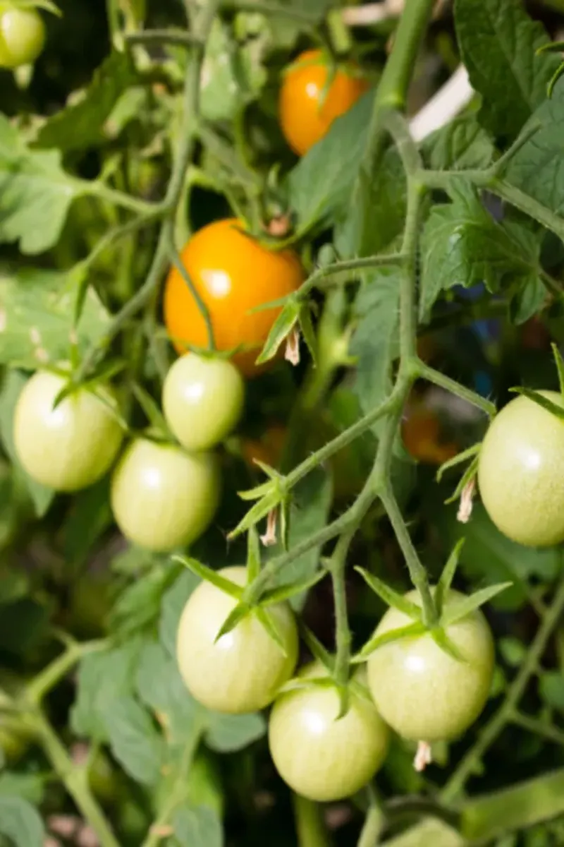 Remove The Tiniest Tomatoes Too Remove The Tiniest Tomatoes Too
