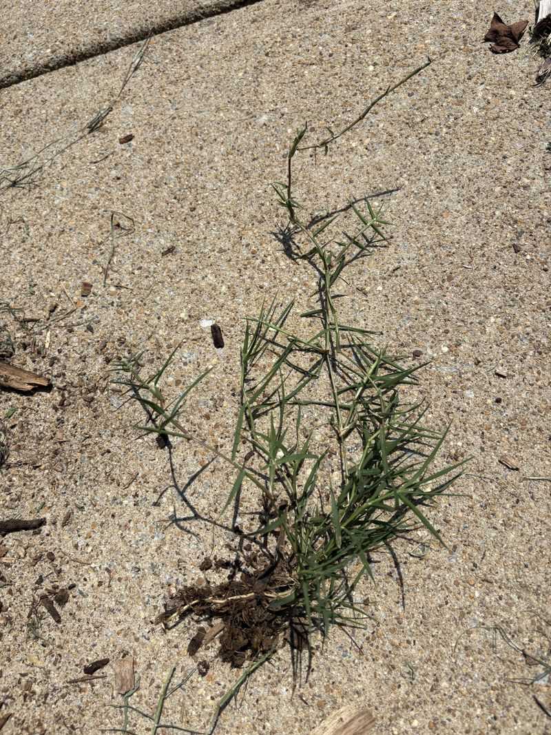 Remove The Whole Root Of Perennial Weeds Remove The Whole Root Of Perennial Weeds