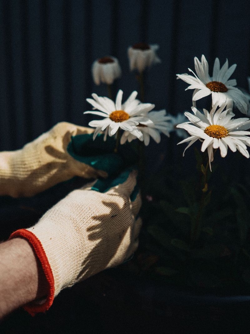 Remove Them By Hand With Garden Gloves Remove Them By Hand With Garden Gloves