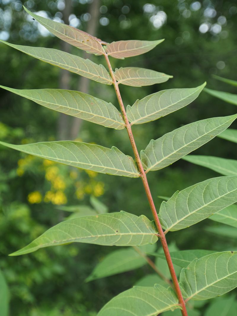 Remove Tree Of Heaven From Your Yard