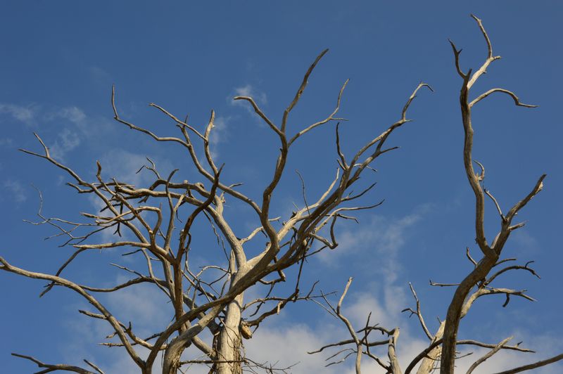 Remove Weak Or Dry Branches