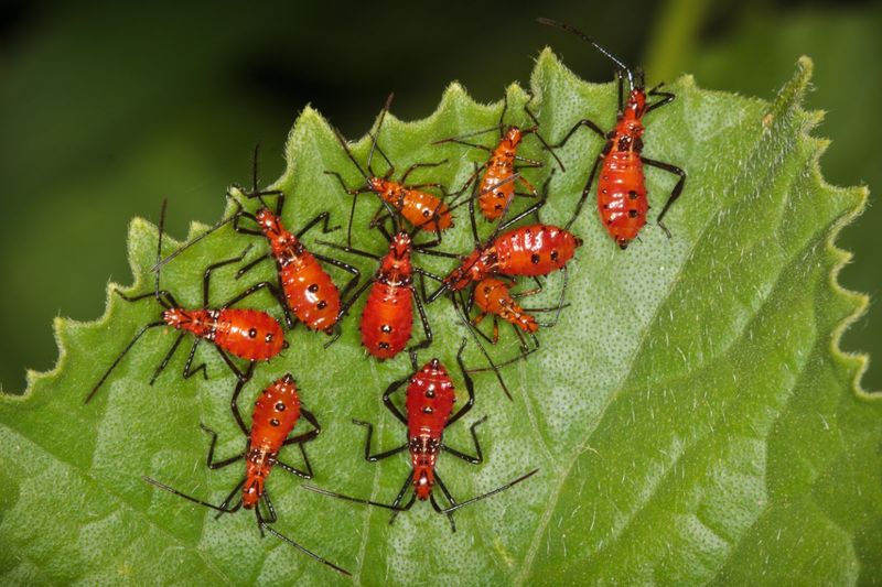 Remove egg masses and clustered young bugs