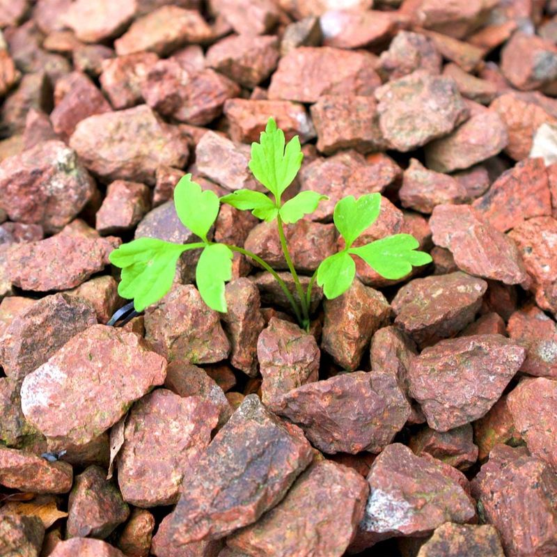 Remove growing weeds before they set seed Remove growing weeds before they set seed