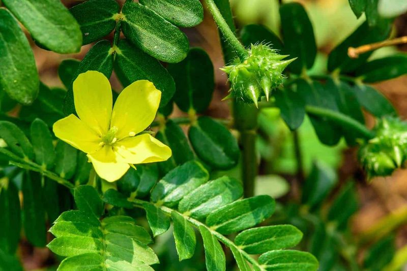 Remove plants before mature burrs form