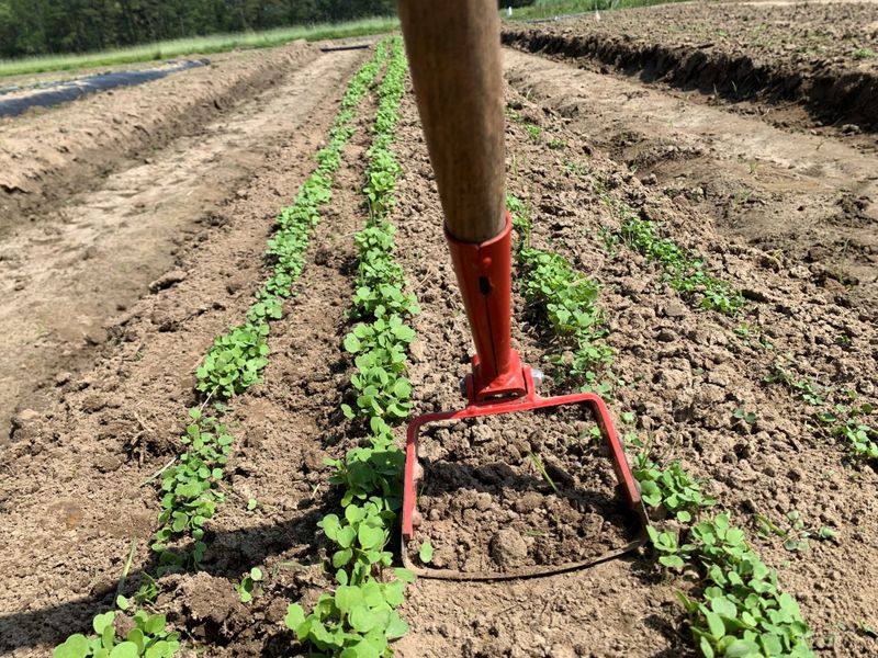 Remove young annual weeds before they flower and fruit