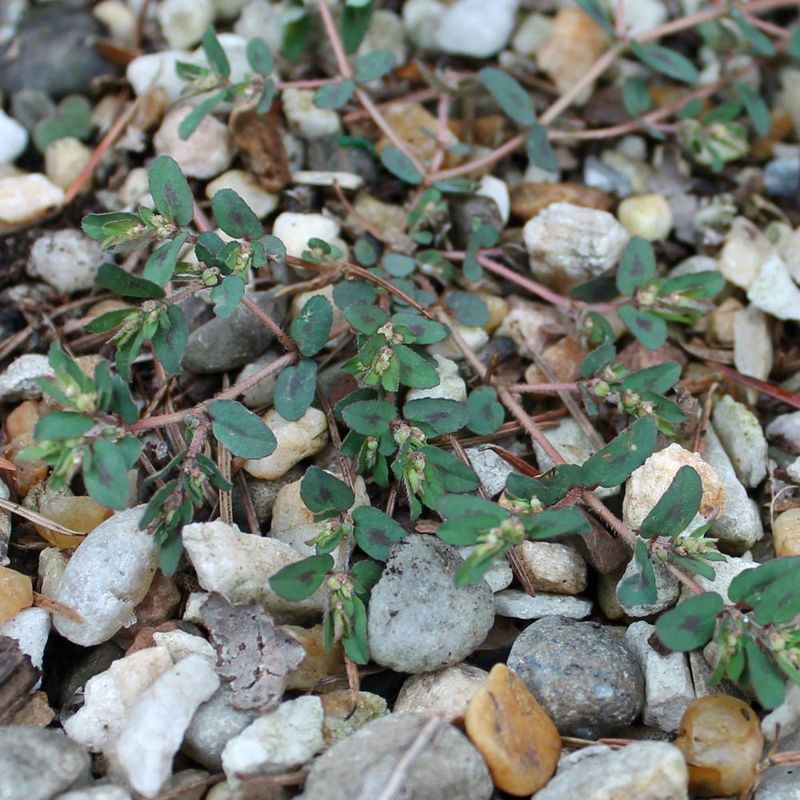 Remove young plants before they set seed Remove young plants before they set seed