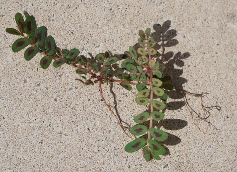 Remove young plants before they set seed Remove young plants before they set seed