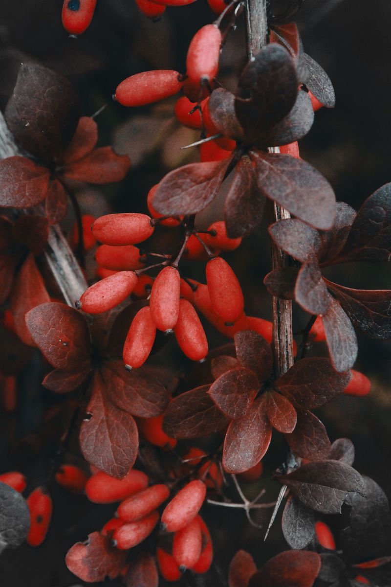Removing A Barberry Bush Without Spreading Its Berries
