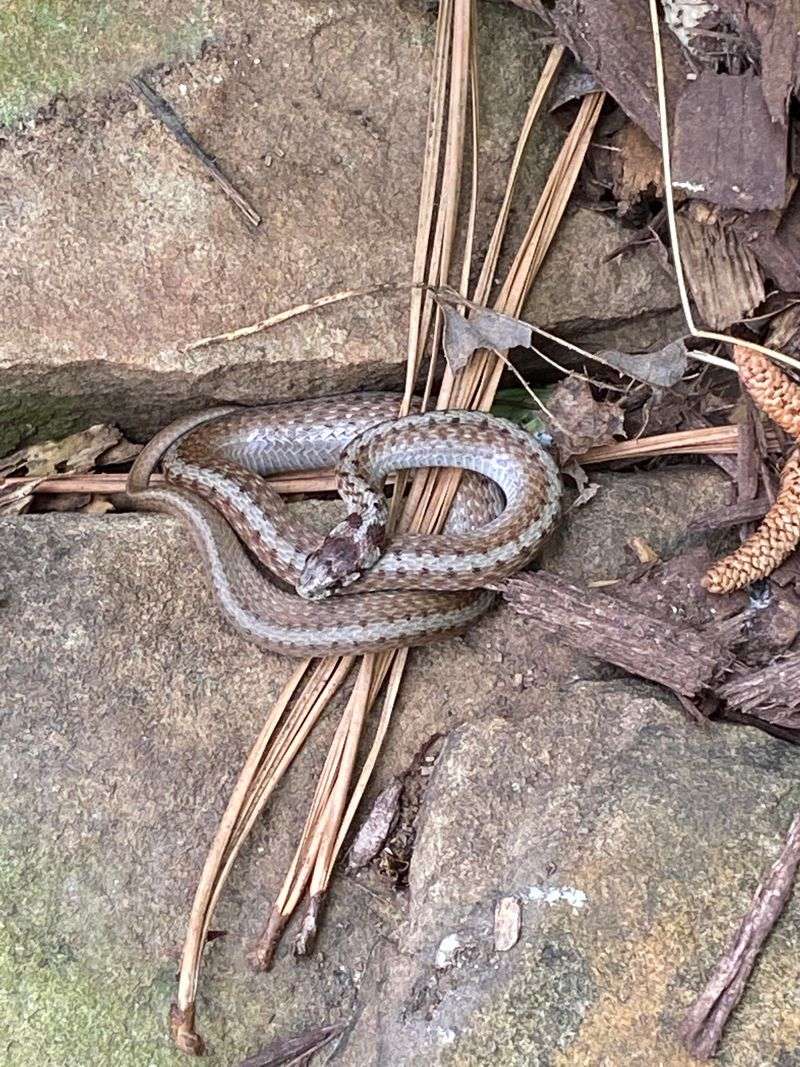 Removing Brush And Yard Clutter Helps Reduce Snake Hiding Spots