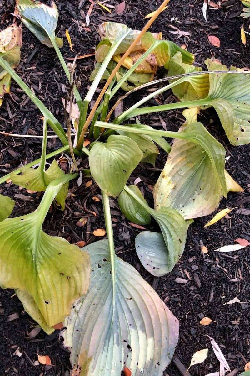 Removing Collapsed Foliage After Frost Reduces Slug Hiding Spots