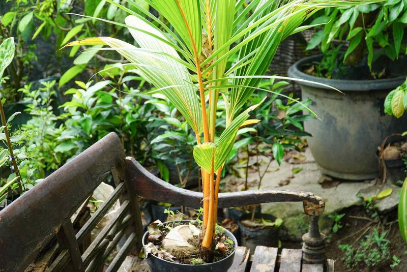 Removing Flowers Means Fewer Unwanted Seedlings Removing Flowers Means Fewer Unwanted Seedlings