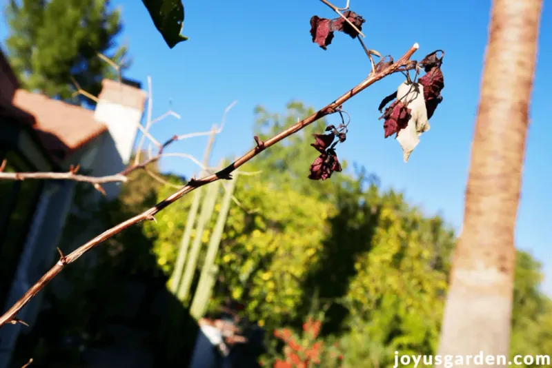 Removing Frost-Damaged Branches Too Soon