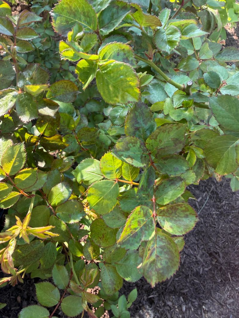 Removing Infected Leaves Helps Keep Black Spot Under Control