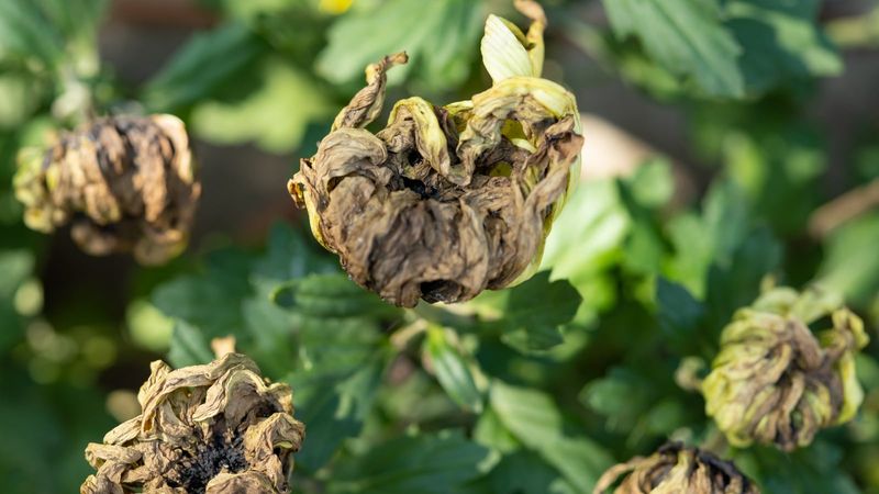 Removing Infected Plants Helps Prevent Further Spread Removing Infected Plants Helps Prevent Further Spread